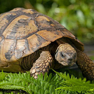 honderdjarige schildpad, pensioenleeftijd verder omhoog