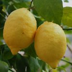 Ruiken aan een citroen geweldig middel tegen vakantiestress