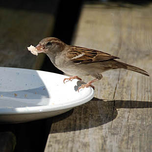 vogelhapjes: kleine beetjes eten voor een lang en gezond leven