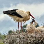 vogels in het nest van afhankelijk naar zelfstandig